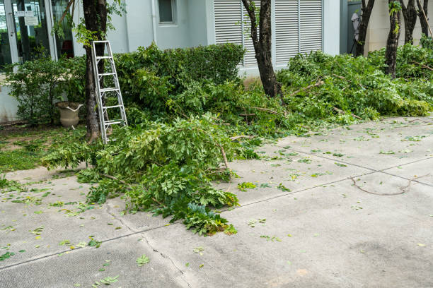 The Steps Involved in Our Tree Care Process in Woodfield, SC